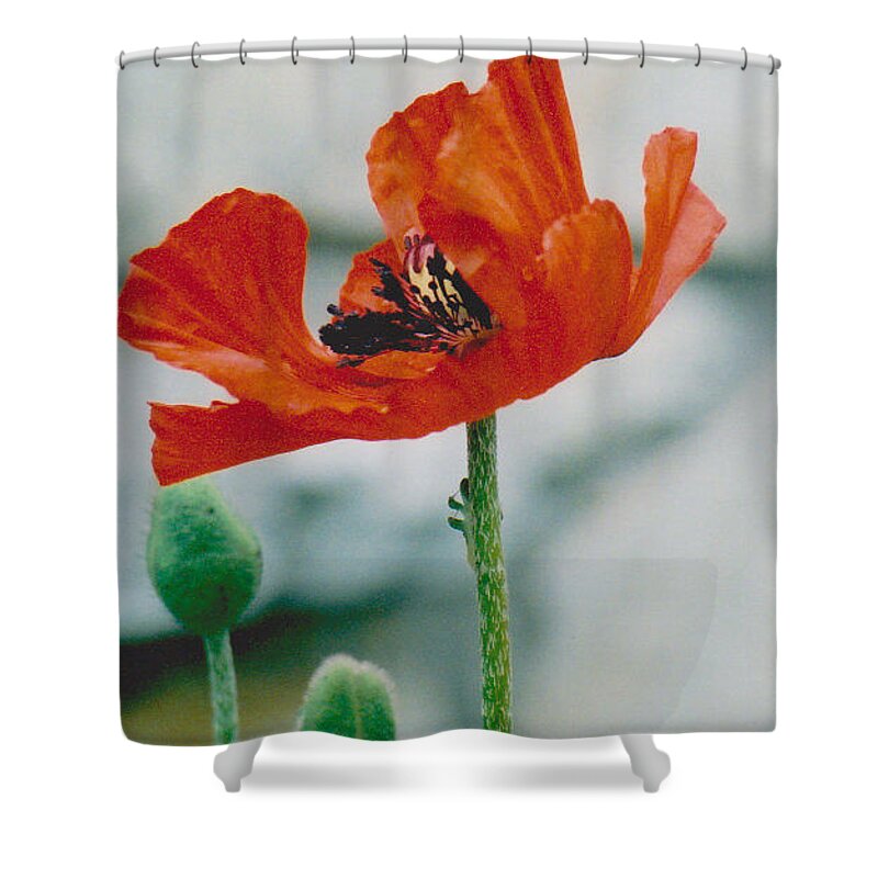 Poppy Shower Curtain featuring the photograph Poppy - 1 by Jackie Mueller-Jones