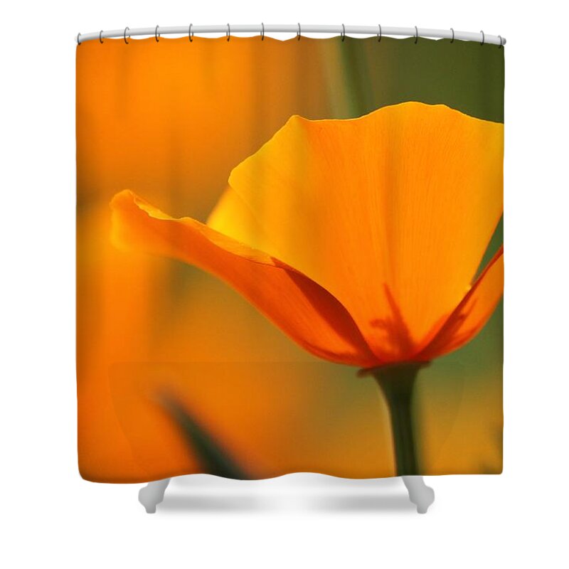Poppy Shower Curtain featuring the photograph Poppy Bliss by Amy Gallagher