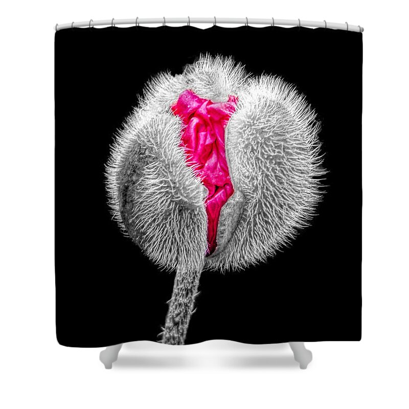 Poppy Shower Curtain featuring the photograph Poppy Emerging by Lynn Bolt