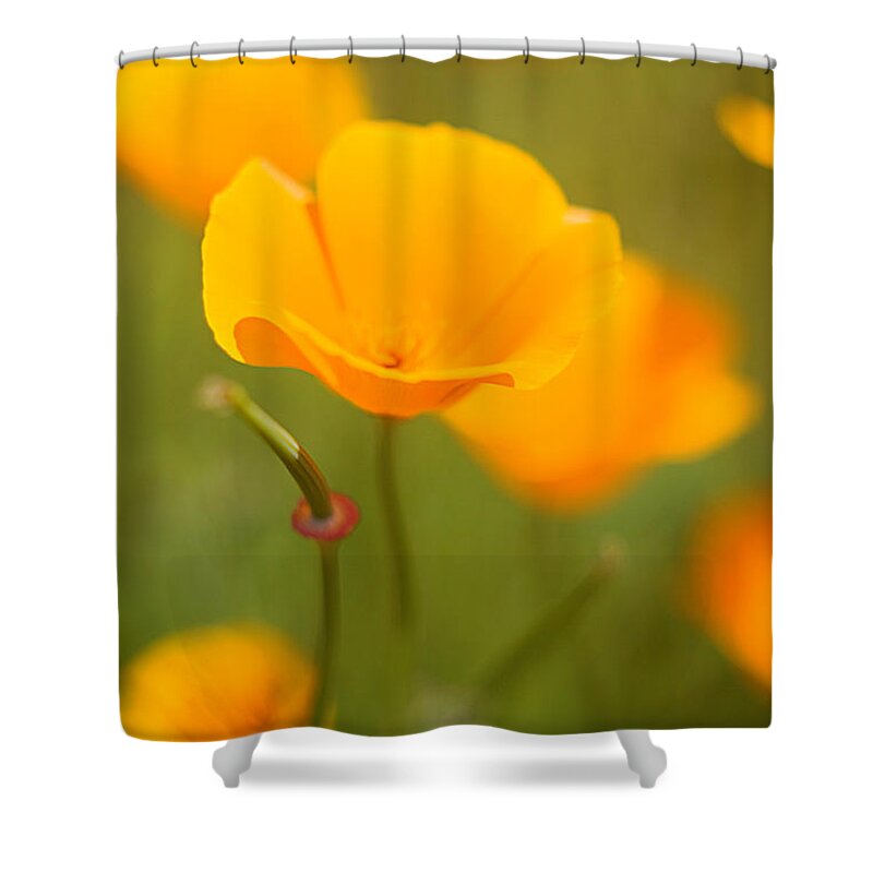 Floral Shower Curtain featuring the photograph Poppy II by Ronda Kimbrow