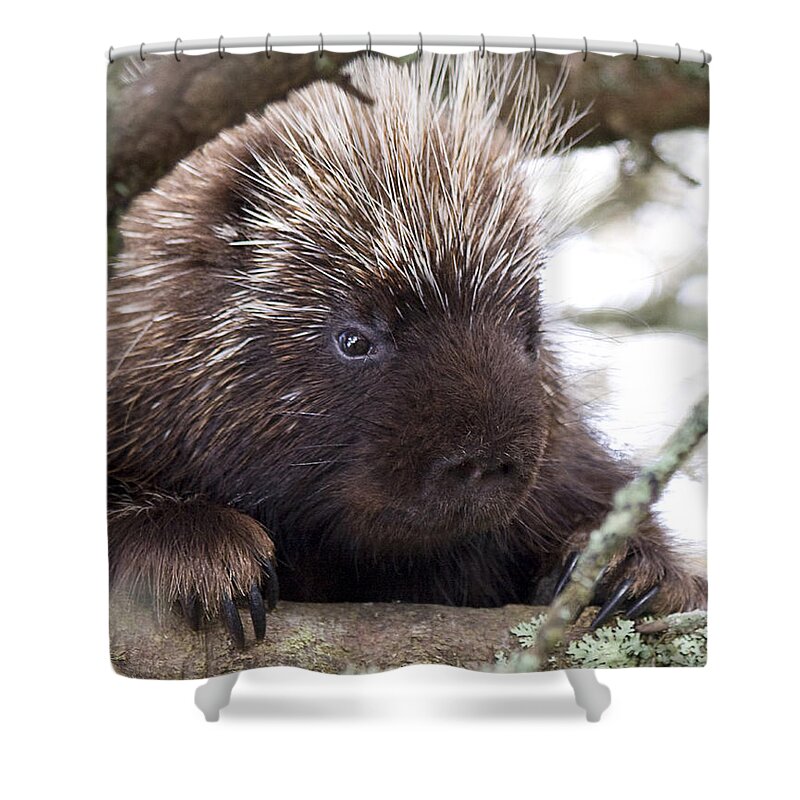 Porcupine Shower Curtain featuring the photograph Porky by Sue Cullumber