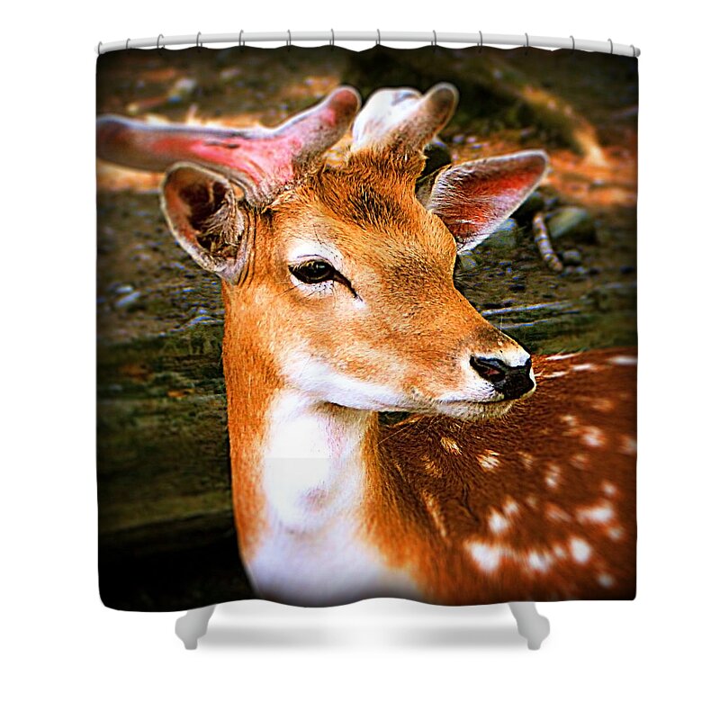  Deer Shower Curtain featuring the photograph Portrait Male Fallow Deer by Femina Photo Art By Maggie