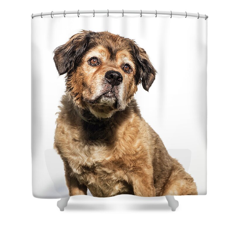 Pets Shower Curtain featuring the photograph Portrait Of A Brown Bernese Mountain by Amandafoundation.org