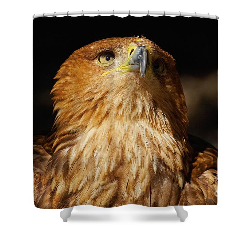 Closeup Shower Curtain featuring the photograph Portrait of an Eastern Imperial Eagle by Nick Biemans