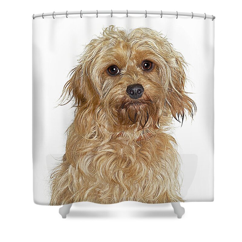 Pets Shower Curtain featuring the photograph Portrait Of Cockapoo Dog by Gandee Vasan