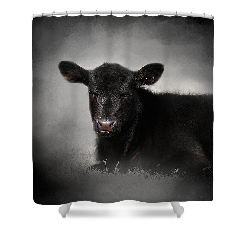 Angus Shower Curtain featuring the photograph Portrait of the Black Angus Calf by Jai Johnson