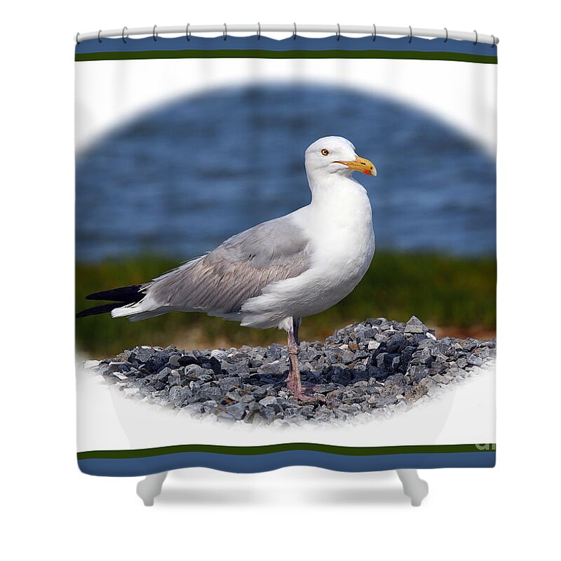 Seagulls Shower Curtain featuring the photograph Portrait Pose by Geoff Crego