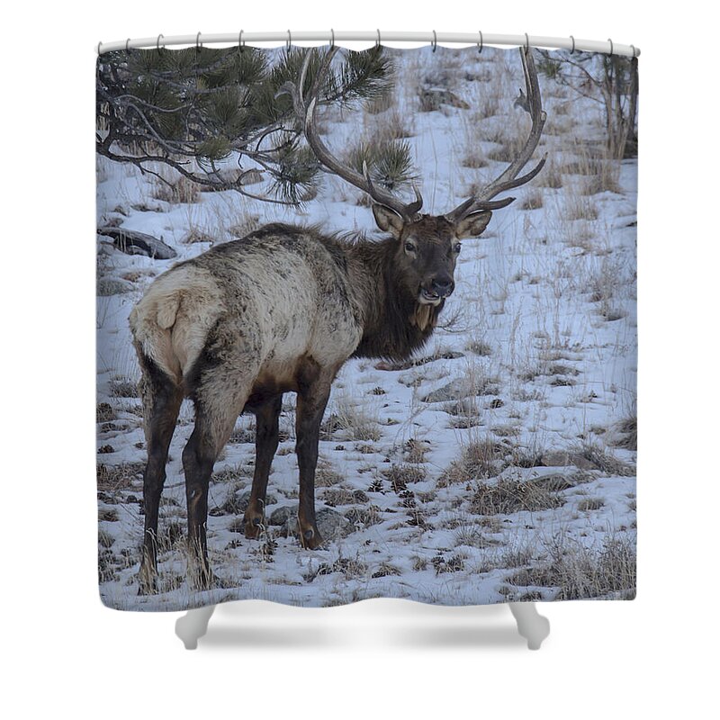 Animal Shower Curtain featuring the photograph Elk Bull In Wind Cave National Park by Steve Triplett