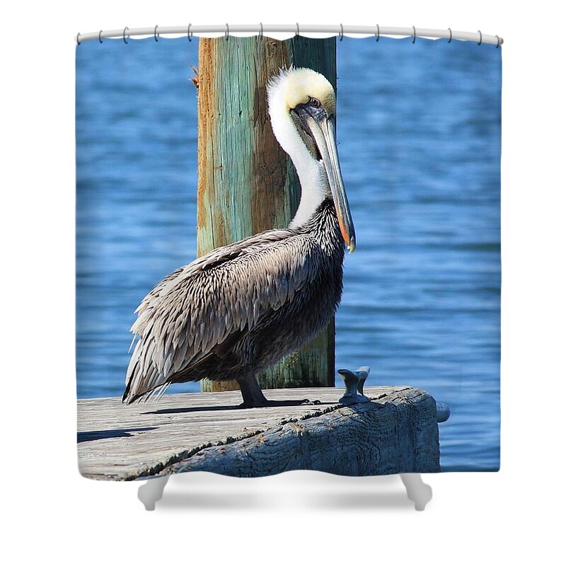 Animal Shower Curtain featuring the photograph Posing Pelican by Carol Groenen