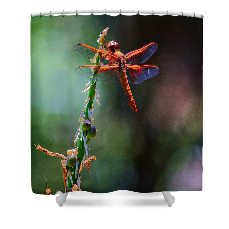 Red Dragonfly Shower Curtain featuring the photograph Positive Forces by Patrick Witz