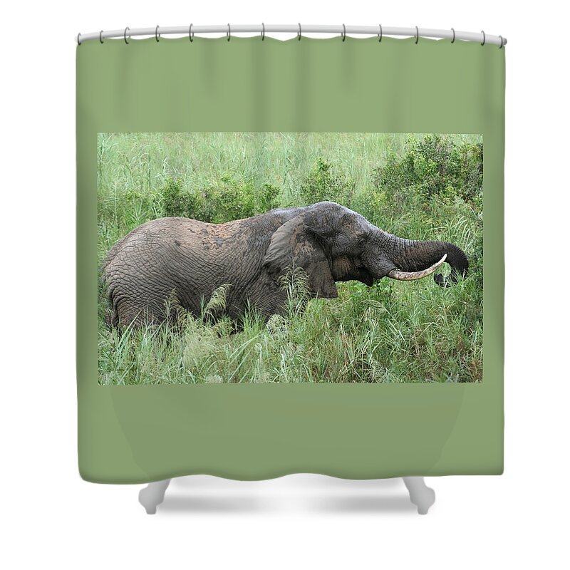 Elephant Shower Curtain featuring the photograph Post Mud Bath Appetite by Suanne Forster