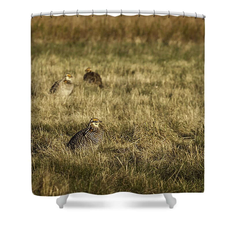 Wisconsin Prairie Chickens Shower Curtain featuring the photograph Prairie Chickens after the Boom by Thomas Young