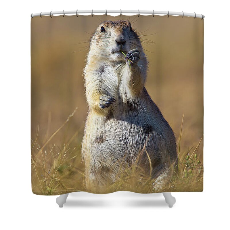 Prairie Dog Shower Curtain featuring the photograph Prairie Dog Grasslands National Park by Robert Postma / Design Pics