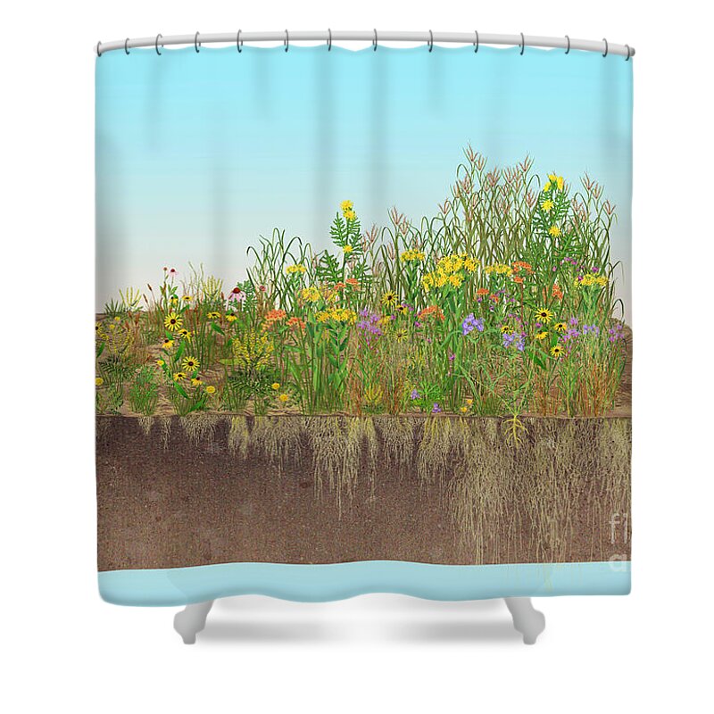 Prairie Shower Curtain featuring the photograph Prairie Plants Succession, Illustration by Carlyn Iverson