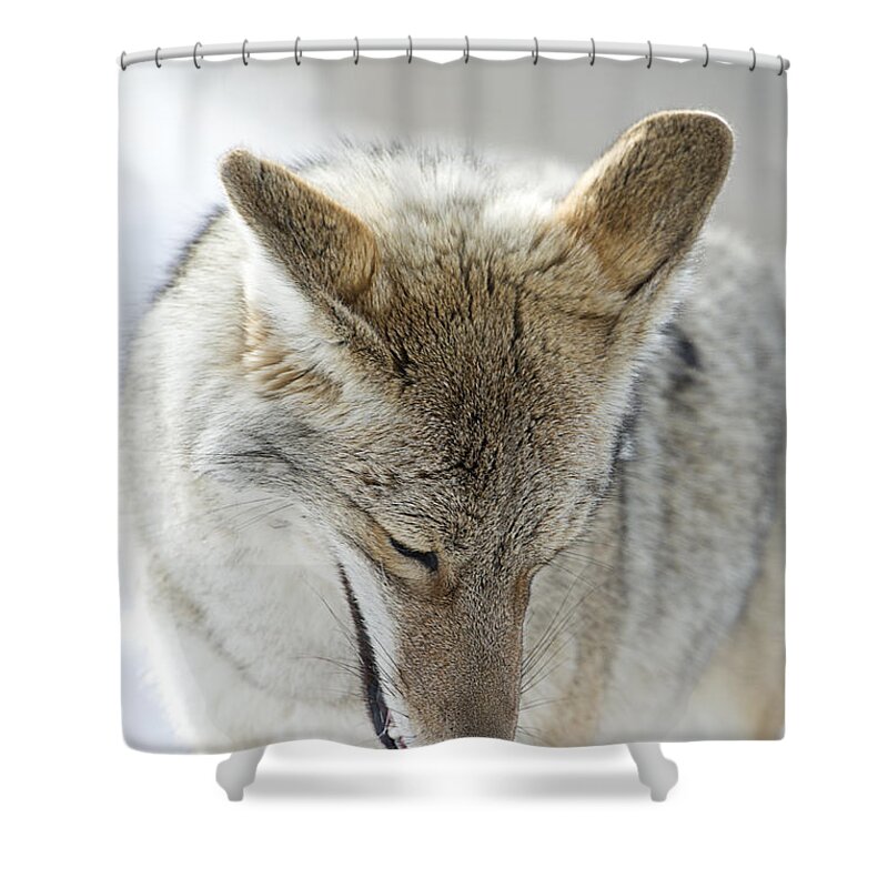 Coyote Shower Curtain featuring the photograph Prayers by Deby Dixon