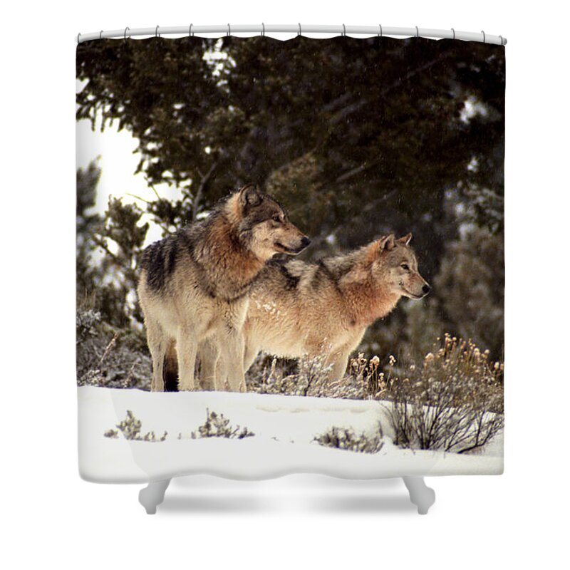 Wolves Shower Curtain featuring the photograph Predators by Sharon Elliott