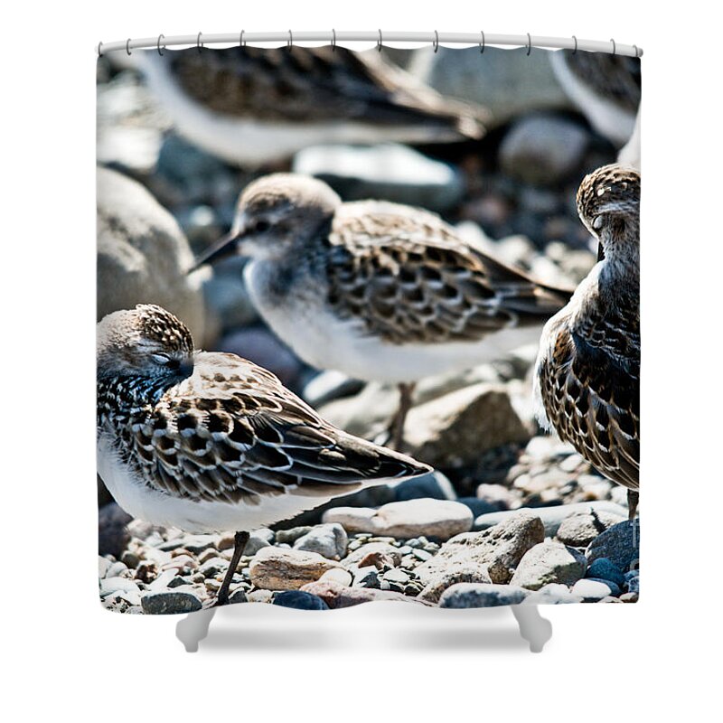  Shower Curtain featuring the photograph Preening and Sleeping by Cheryl Baxter