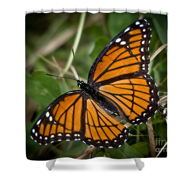 Monarch Shower Curtain featuring the photograph Pretty Monarch by Cheryl Baxter