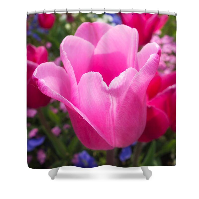 Tulip Shower Curtain featuring the photograph Pretty pink tulip and field with flowers and tulips by Matthias Hauser