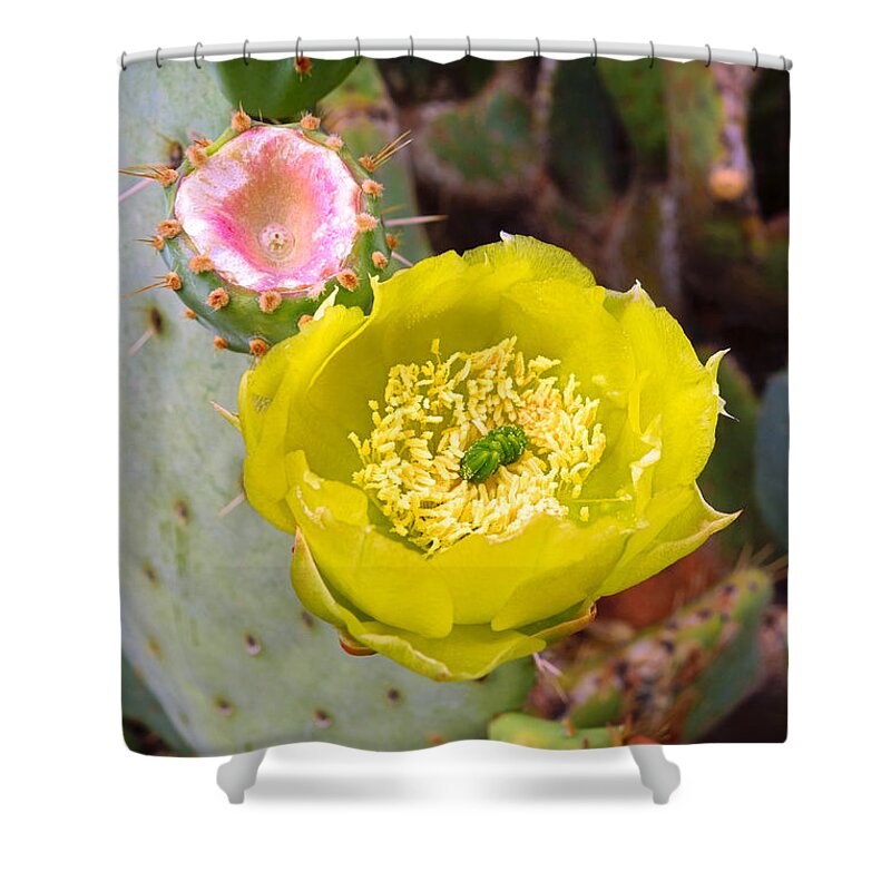 Prickly Pear Shower Curtain featuring the photograph Prickly Pear Flower and Fruit by Robert Meyers-Lussier