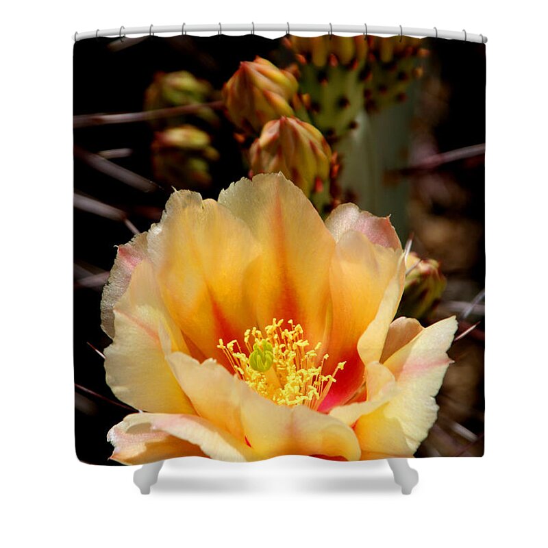 Prickly Pear Shower Curtain featuring the photograph Prickly Pear by Joe Kozlowski