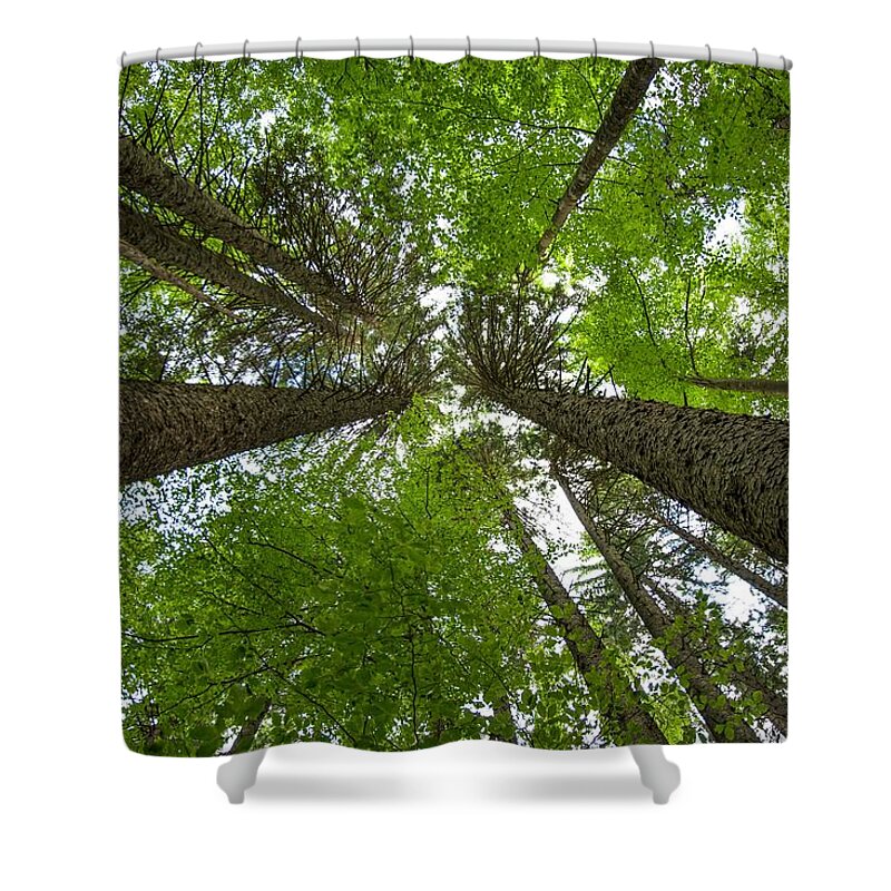 Forest Shower Curtain featuring the photograph Primeval Forest In Austria by Andreas Berthold