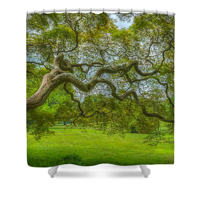 Japanese Maple Tree Shower Curtain featuring the photograph Princeton Japanese Maple Tree by Michael Ver Sprill