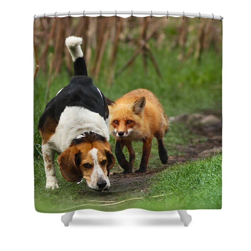 Animals Shower Curtain featuring the photograph Probably the World's Worst Hunting Dog by Mircea Costina Photography