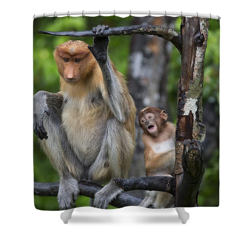 Suzi Eszterhas Shower Curtain featuring the photograph Proboscis Monkey Mother And Three Month by Suzi Eszterhas