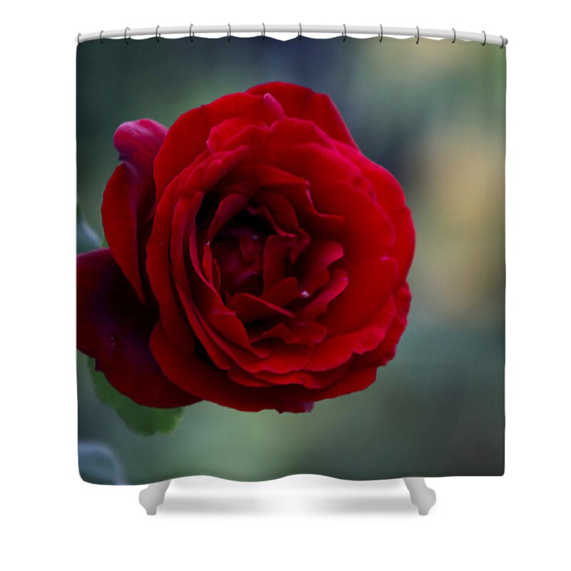 Red Shower Curtain featuring the photograph Profile of a Red Rose by Diana Haronis