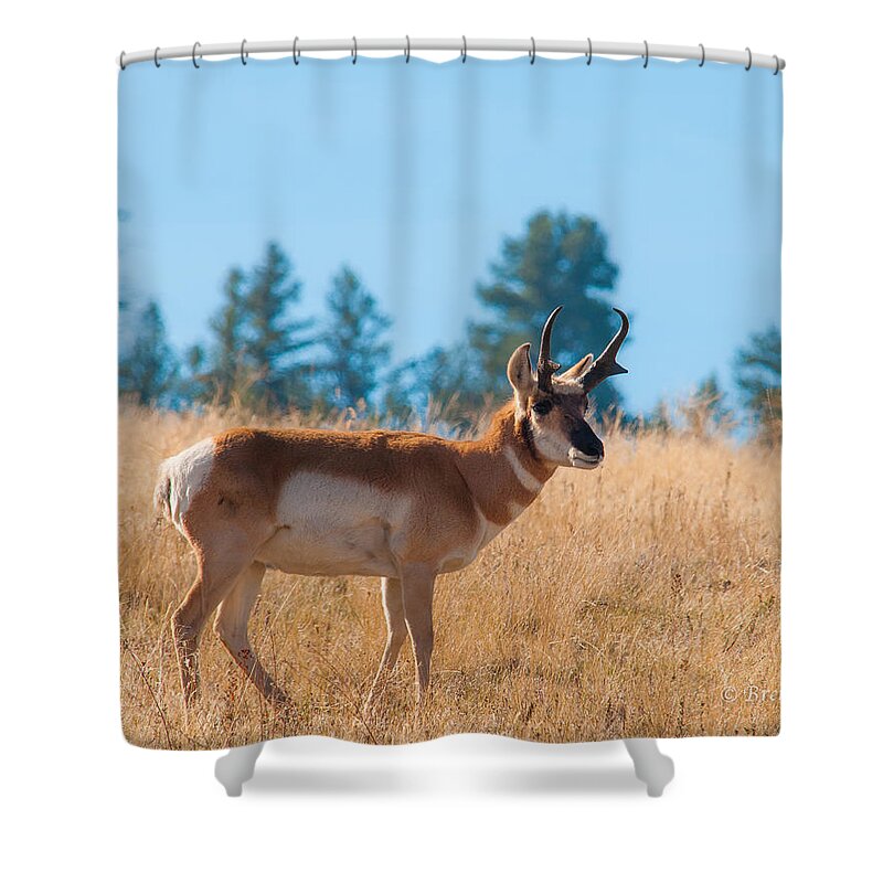 Brenda Jacobs Photography Shower Curtain featuring the photograph Pronghorn Antelope by Brenda Jacobs