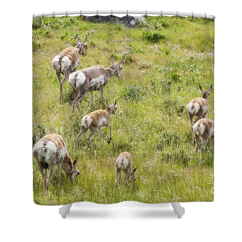 Pronghorn Antelope Shower Curtain featuring the photograph Pronghorn Antelope in Lamar Valley by Belinda Greb