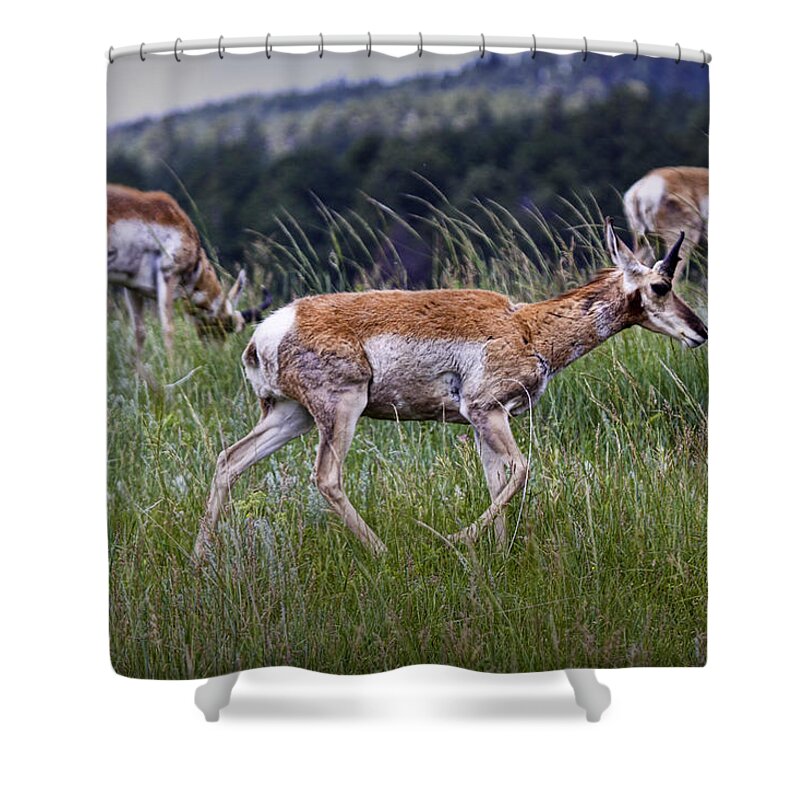 Antelope Shower Curtain featuring the photograph Pronghorn Antelopes an a grassy ridge by Randall Nyhof