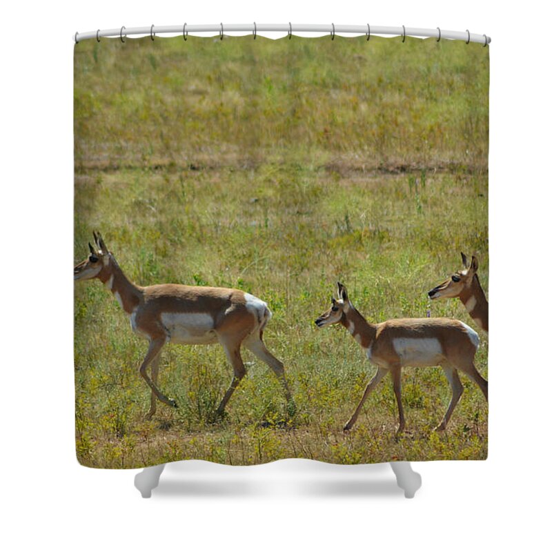Dakota Shower Curtain featuring the photograph Pronghorn by Greni Graph