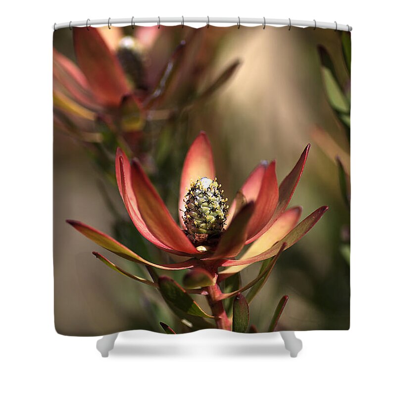 Protea Shower Curtain featuring the photograph Protea by Joy Watson