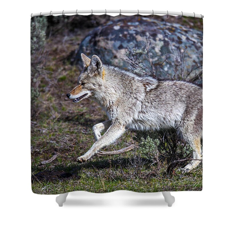 Big Horn Sheep Shower Curtain featuring the photograph Protectors by Kevin Dietrich