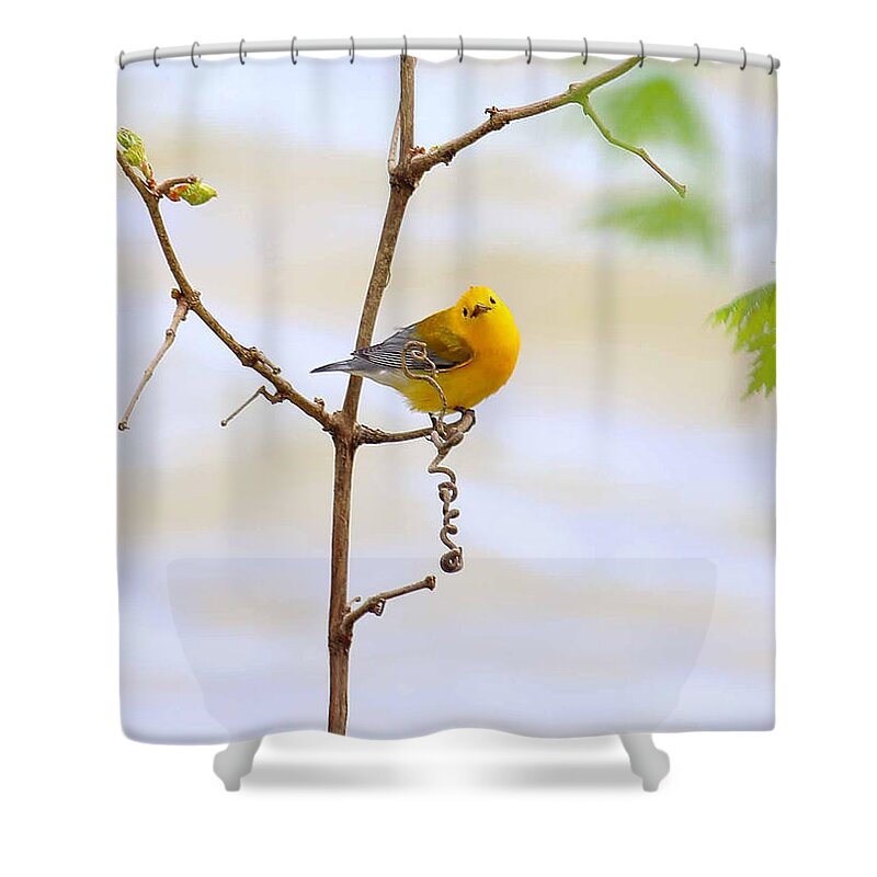 Prothonotary Warbler Shower Curtain featuring the photograph Prothonotary Warbler by PJQandFriends Photography