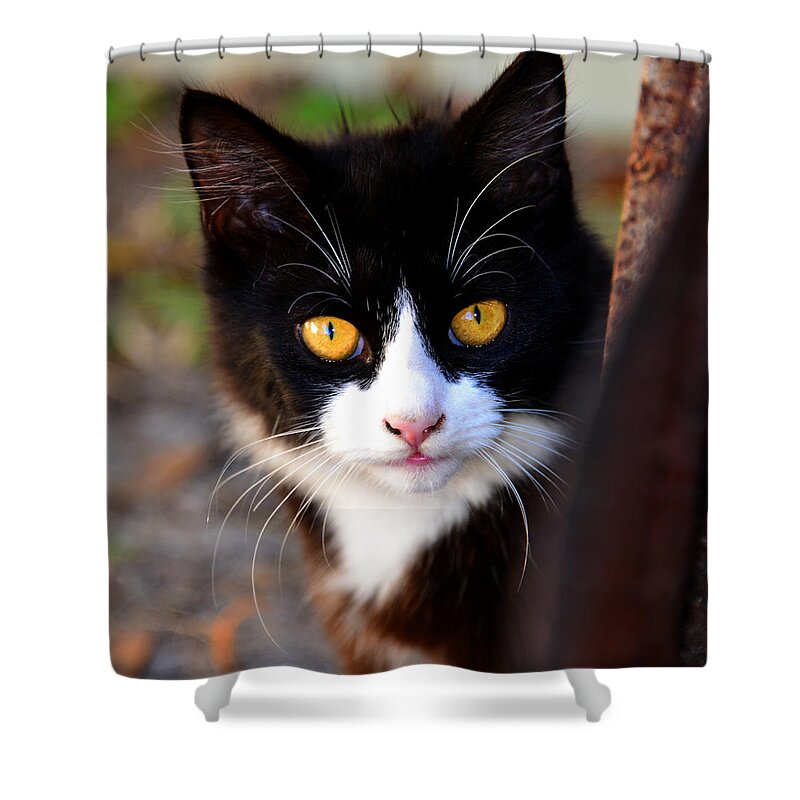 Proud Shower Curtain featuring the photograph Proud Cat by David Lee Thompson