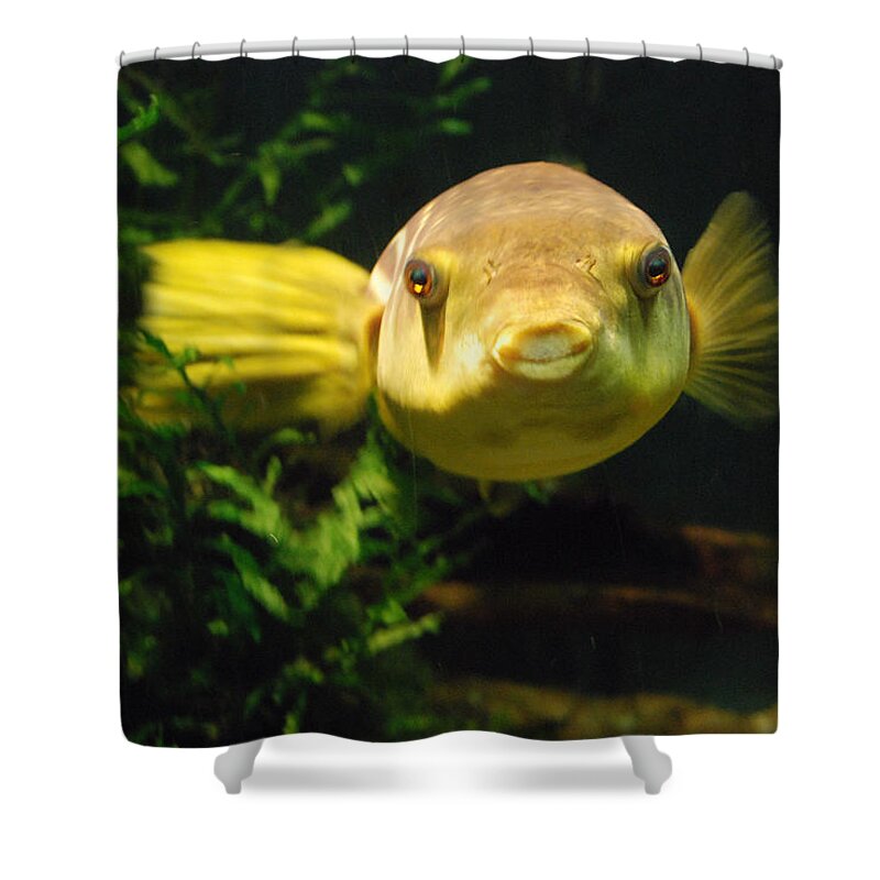 Fish Shower Curtain featuring the photograph Pucker Up by John Schneider