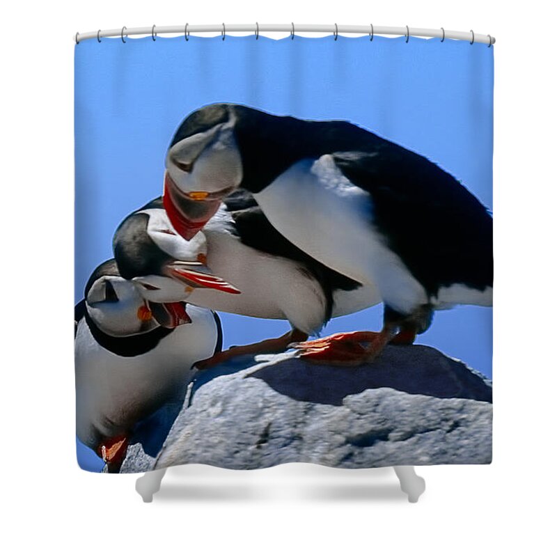 Puffins Shower Curtain featuring the photograph Puffins Discussin by Marty Saccone