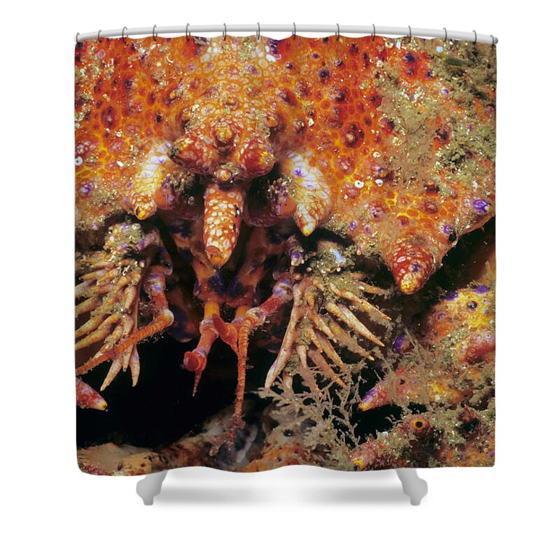Puget Sound King Crab Shower Curtain featuring the photograph Puget Sound King Crab by Jeff Rotman