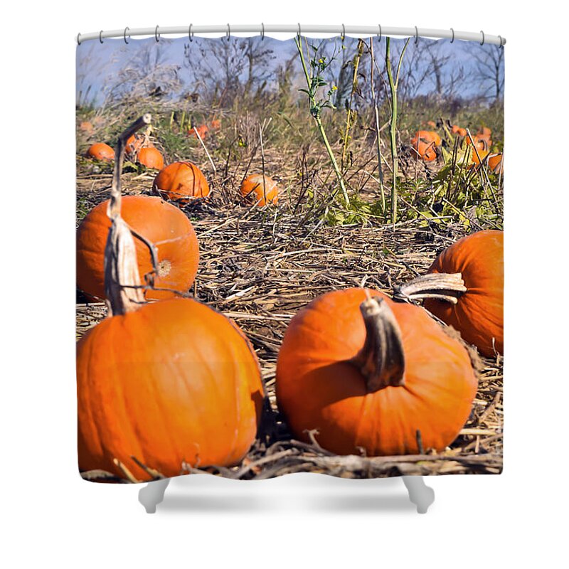 Field Shower Curtain featuring the photograph Pumpkin meetingd by PatriZio M Busnel