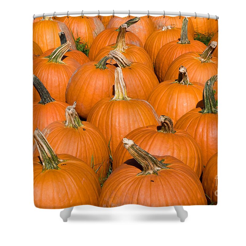 Plant Shower Curtain featuring the photograph Pumpkins by Millard H Sharp