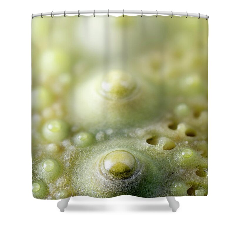 Sea Urchin Shower Curtain featuring the photograph Punk Is Dead by By Mediotuerto
