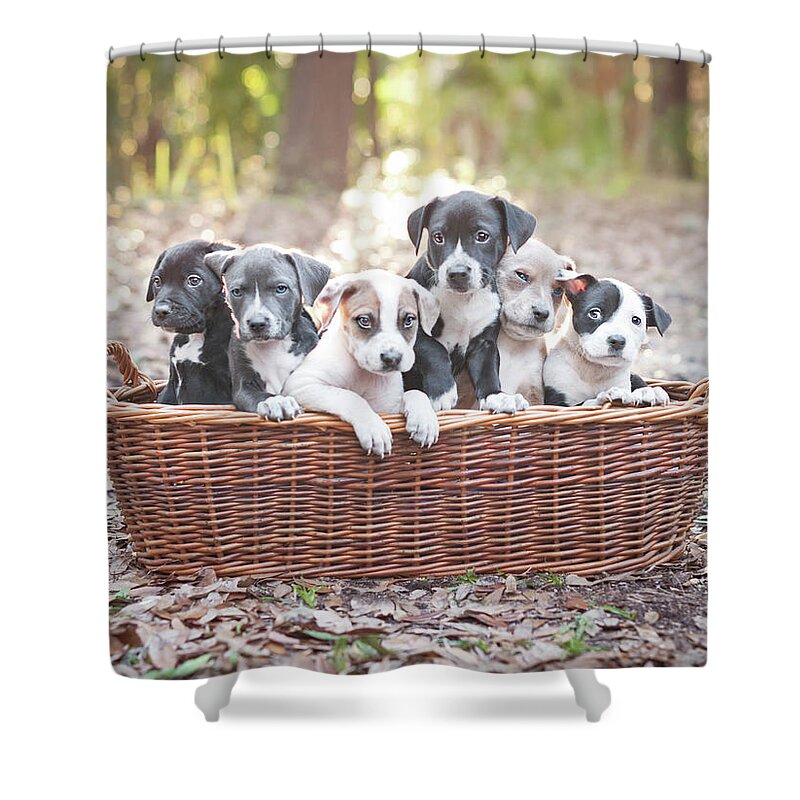 Puppies In Wooden Basket by Hillary Kladke
