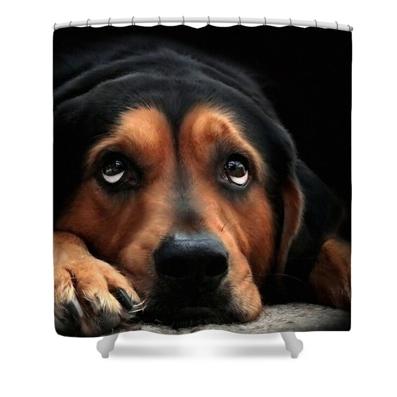 Dog Shower Curtain featuring the mixed media Puppy Dog Eyes by Christina Rollo