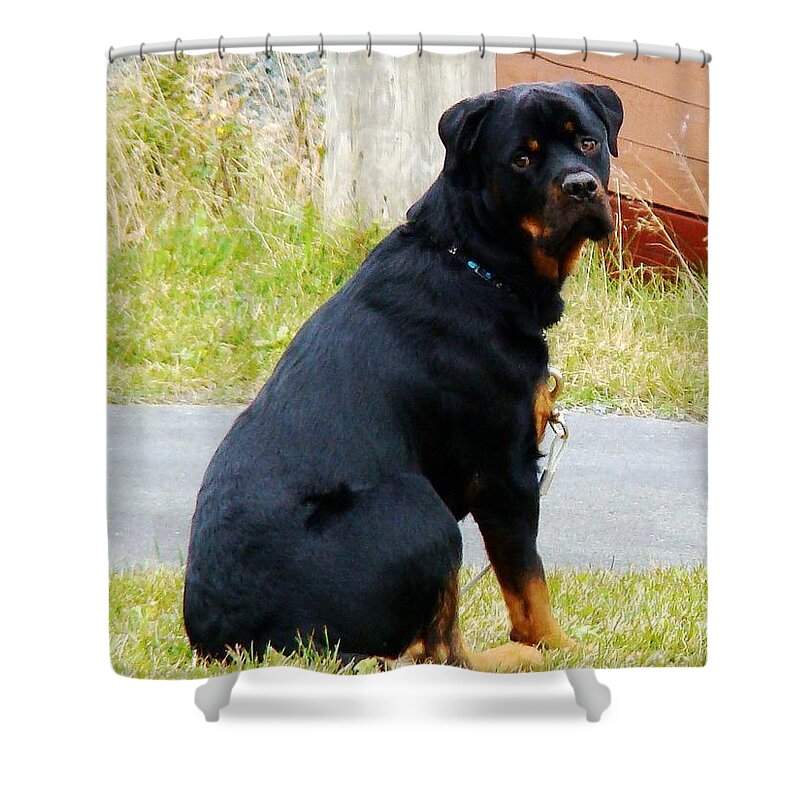 Dog Shower Curtain featuring the photograph Puppy-Dog Eyes by Zinvolle Art