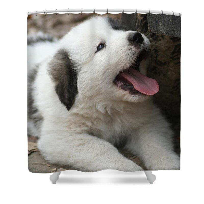 Puppy Shower Curtain featuring the photograph Puppy power by Dwight Cook