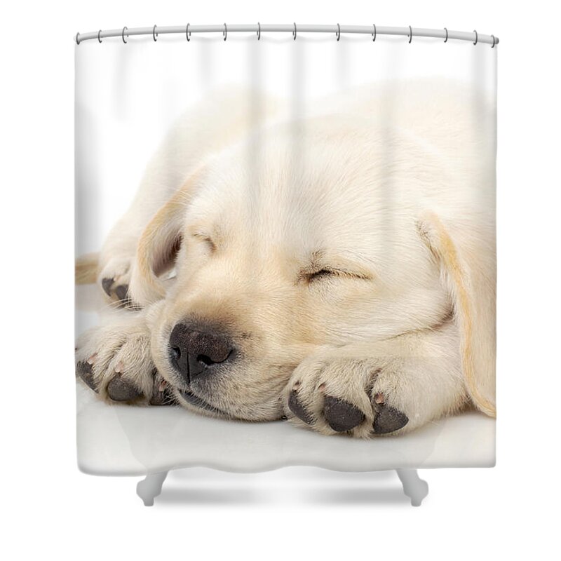 Adorable Shower Curtain featuring the photograph Puppy sleeping on paws by Johan Swanepoel