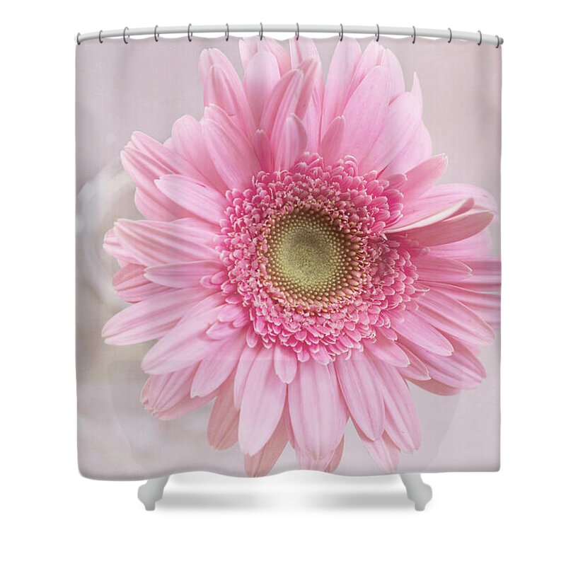 Gerbera Daisy Shower Curtain featuring the photograph Purity of the Heart by Kim Hojnacki